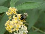 Bumble Bee On Yellow Butterfly Bush